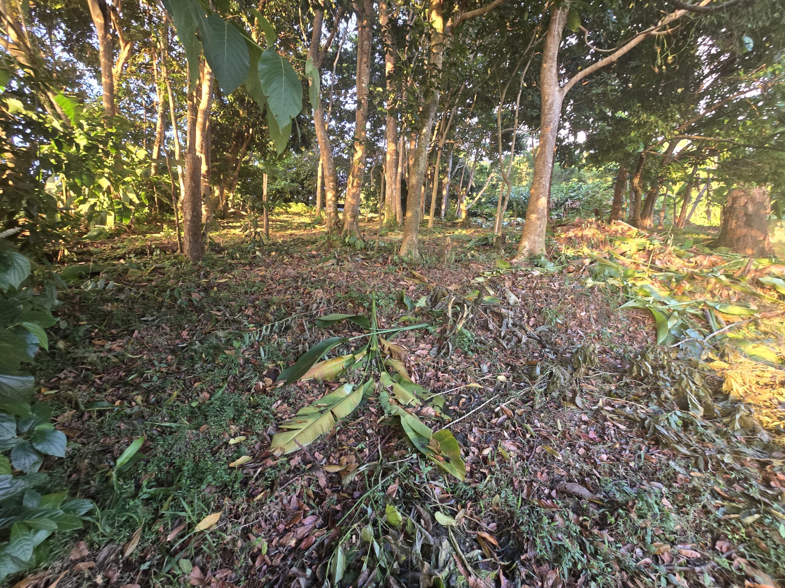 Giraudel - Lot 2 - 5,810 sq ft - $69,720 - Land