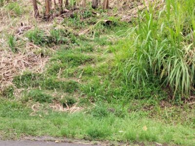 One Acre of land along the Main Road at Belles