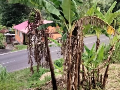One Acre of land along the Main Road at Belles