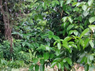 One Acre of land along the Main Road at Belles