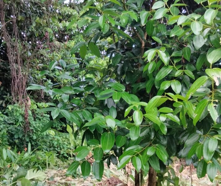 One Acre of land along the Main Road at Belles