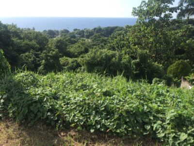 LAND for SALE - 19,321 sq ft - $270,494 - Belfast