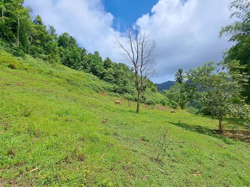 5-Acres of land for eco-development for Sale