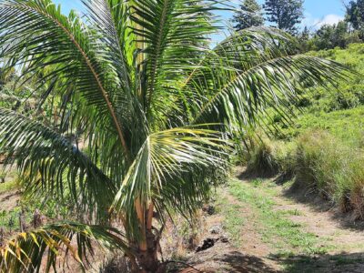3.42-Acres for Sale