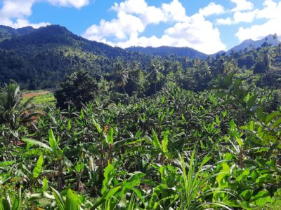 Cultivated Farm
