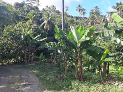 Cultivated Farm