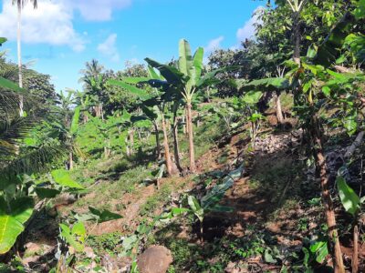 Cultivated Farm