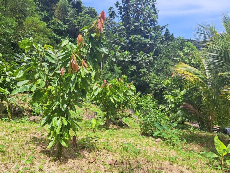 3-acre plot of land in Pichelin