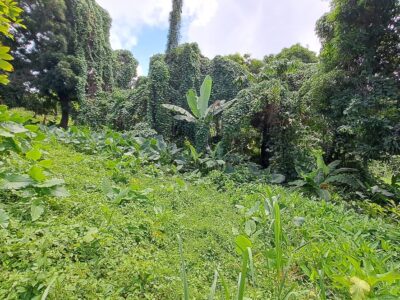8700 sq ft House Lot - Marigot