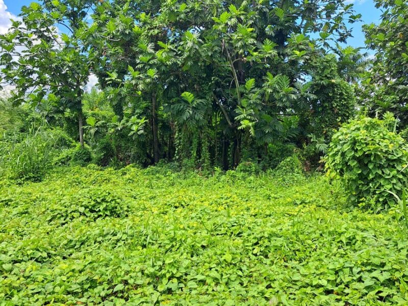 1 Acre - Melville Hall