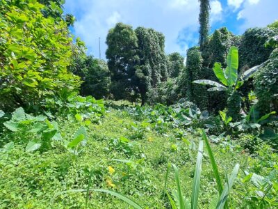 8700 sq ft House Lot - Marigot