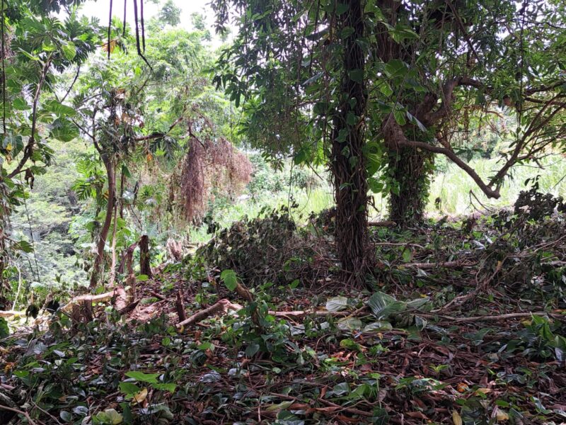 19456 sq ft plot