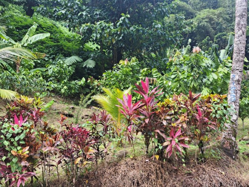 3-acre plot of land in Pichelin