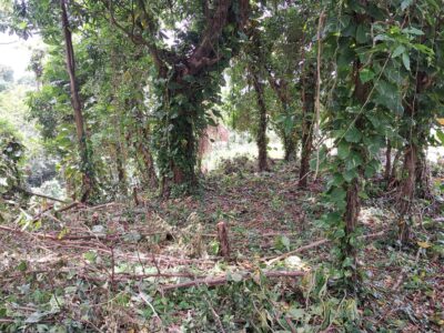 19456 sq ft plot