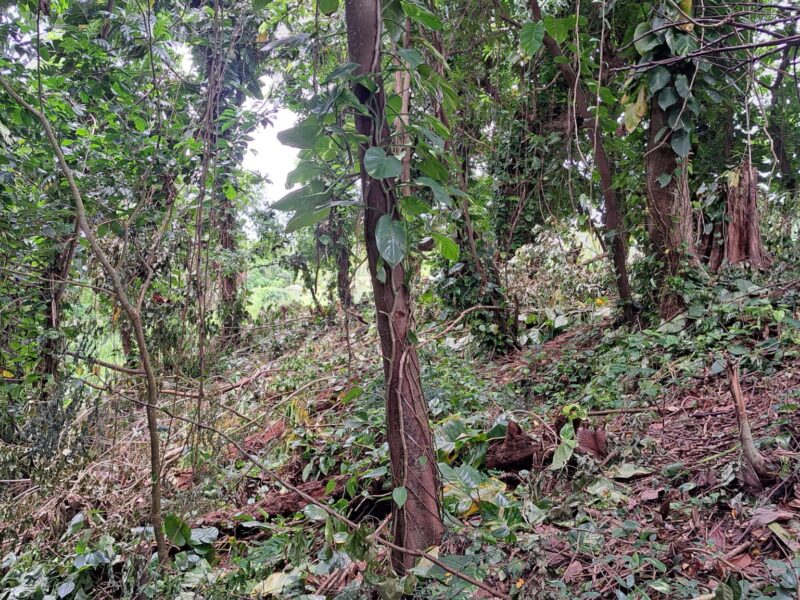 19456 sq ft plot