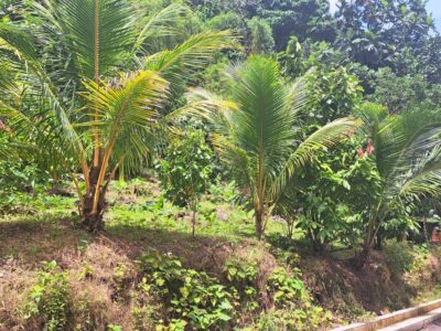 3-acre plot of land in Pichelin