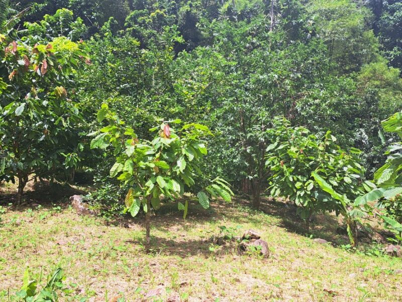 3-acre plot of land in Pichelin