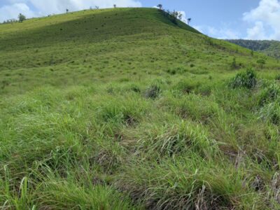 Land in Syers Estate
