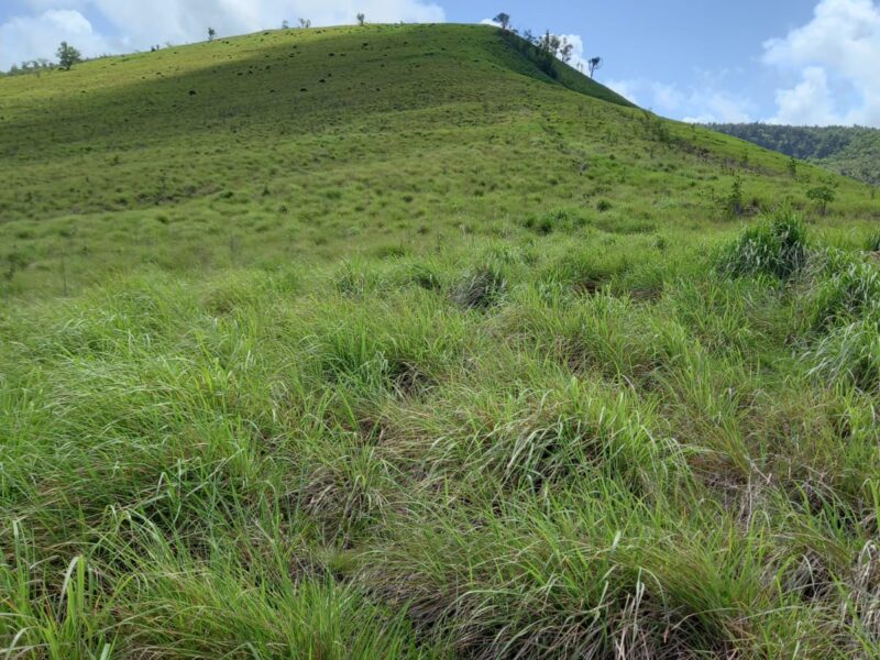 Land in Syers Estate