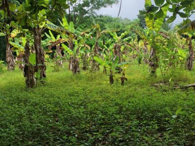 𝐀 𝐏𝐢𝐞𝐜𝐞 𝐨𝐟 𝐍𝐚𝐭𝐮𝐫𝐞 𝐈𝐬𝐥𝐚𝐧𝐝 𝐏𝐚𝐫𝐚𝐝𝐢𝐬𝐞