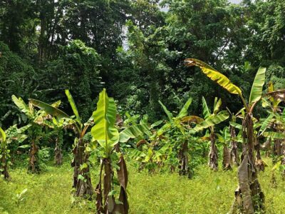 𝐀 𝐏𝐢𝐞𝐜𝐞 𝐨𝐟 𝐍𝐚𝐭𝐮𝐫𝐞 𝐈𝐬𝐥𝐚𝐧𝐝 𝐏𝐚𝐫𝐚𝐝𝐢𝐬𝐞