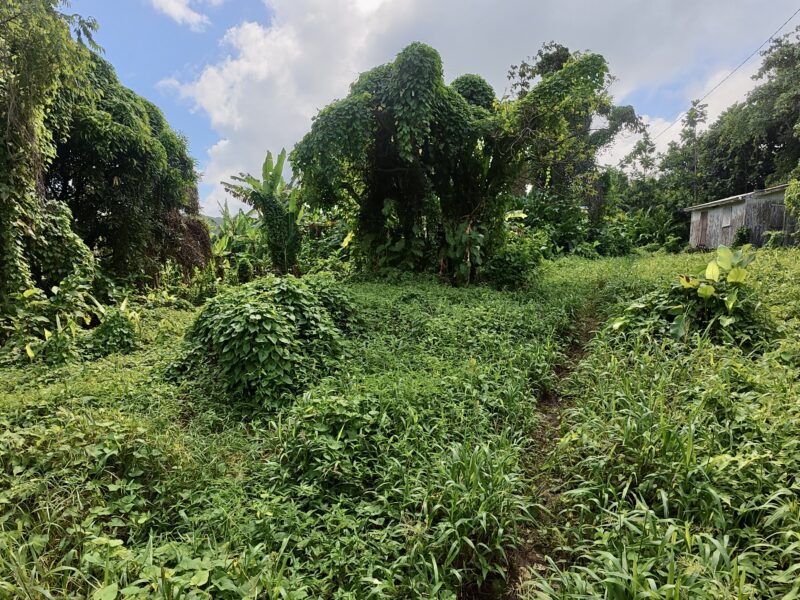 𝐏𝐑𝐈𝐌𝐄 𝐎𝐏𝐏𝐎𝐑𝐓𝐔𝐍𝐈𝐓𝐘 - 𝐍𝐎𝐑𝐓𝐇𝐄𝐍𝐃, 𝐌𝐀𝐑𝐈𝐆𝐎𝐓