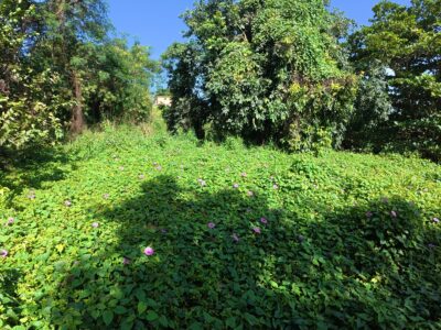 𝐏𝐑𝐈𝐌𝐄 𝟎.𝟒𝟑-𝐀𝐂𝐑𝐄 — 𝐌𝐄𝐋𝐕𝐈𝐋𝐋𝐄 𝐇𝐀𝐋𝐋