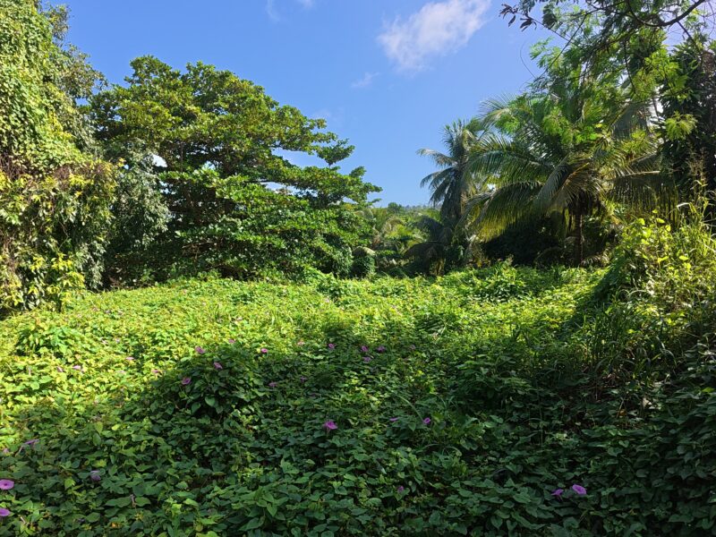 𝐏𝐑𝐈𝐌𝐄 𝟎.𝟒𝟑-𝐀𝐂𝐑𝐄 — 𝐌𝐄𝐋𝐕𝐈𝐋𝐋𝐄 𝐇𝐀𝐋𝐋