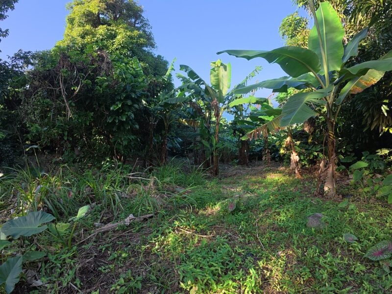 Homesite Opportunity